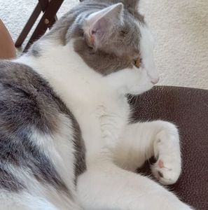 Meet your Posher, Connie